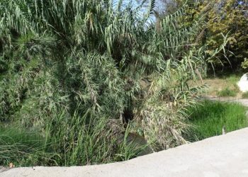 El Ayuntamiento solicita la limpieza del cauce del río Palancia