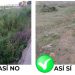 El Ayuntamiento solicita la limpieza de los solares urbanos y parcelas agrícolas