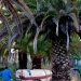 Comienza el tratamiento anual con nematodos en las palmeras de La Esperanza