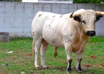 ACT La Escalera Joven compra un toro cerril de la ganadería María Antonia de la Serna