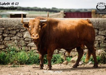 La Asociación Cultural Taurina Mucho Arte presenta el primer toro para celebrar su XX Aniversario