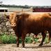 La Asociación Cultural Taurina Mucho Arte presenta el primer toro para celebrar su XX Aniversario