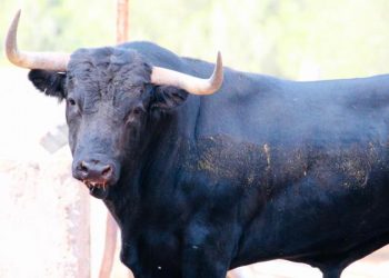 Dos toros cerriles para la tarde del sábado de toros