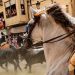 Una Entrada de Toros y Caballos de 10