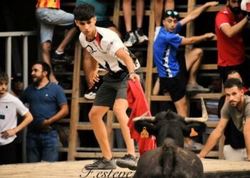 Las vacas de La Alcora: juventud y bravuconería