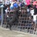 Raúl Izquierdo se cuela en el XL Concurso de Ganaderías con 182 puntos y un toro embolado casi perfecto