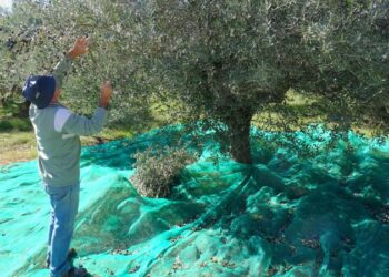 Segorbe celebra una campaña “excepcional” de aceituna y recupera inversiones mientras avanza el camino hacia la futura DOP