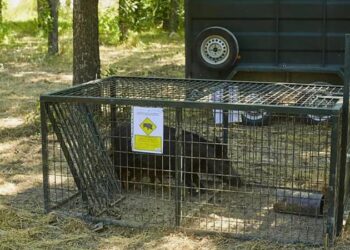 Segorbe se suma al plan de choque autonómico contra la sobrepoblación de jabalíes y la amenaza de la peste porcina africana