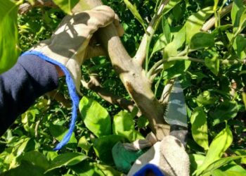AVA-ASAJA fomenta la prevención de riesgos en el uso de herramientas de poda en el sector agrario