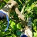 AVA-ASAJA fomenta la prevención de riesgos en el uso de herramientas de poda en el sector agrario