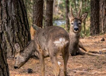 El duende de los bosques abre la temporada cinegética del acotado segorbino