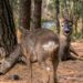 El duende de los bosques abre la temporada cinegética del acotado segorbino