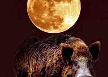 La Diana Segorbina abre inscripciones para aguardos nocturnos ante los daños de jabalí en cultivos
