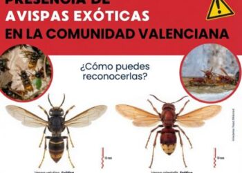 Segorbe informa sobre el plan de emergencia ante la detección de avispas exóticas en la Comunitat Valenciana