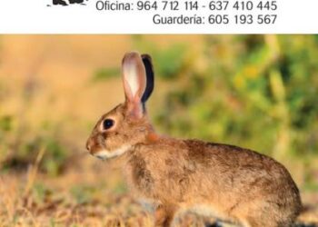 El Club Deportivo de Caza La Diana Segorbina publica la normativa para la temporada 2026/2027