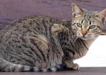 La Concejalía de Bienestar Animal de Segorbe continúa su labor de cuidado de las colonias felinas