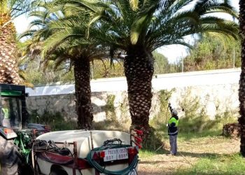 Comienza el tratamiento con nematodos en las palmeras de La Esperanza