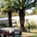 Comienza el tratamiento con nematodos en las palmeras de La Esperanza