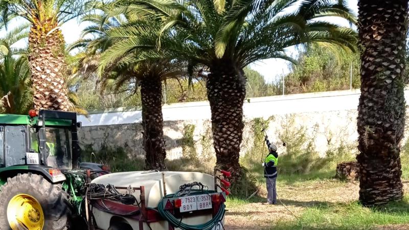 Comienza el tratamiento con nematodos en las palmeras de La Esperanza