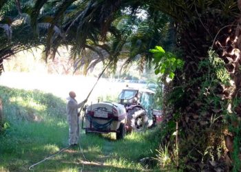 Continúa el tratamiento con nematodos en el Palmeral de la Esperanza