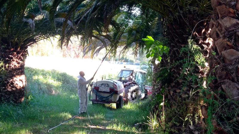 Continúa el tratamiento con nematodos en el Palmeral de la Esperanza