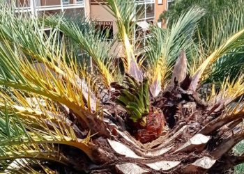 La Brigada Municipal recupera 5 palmeras infectadas por el picudo rojo