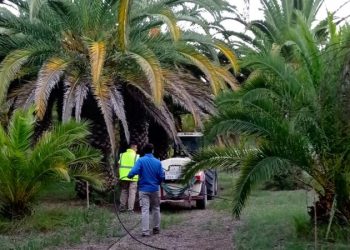 El Palmeral de la Esperanza vuelve a tratarse con nematodos