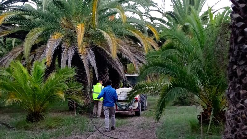 El Palmeral de la Esperanza vuelve a tratarse con nematodos