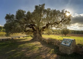 Comunicado sobre la futura planta de energías renovables de Segorbe