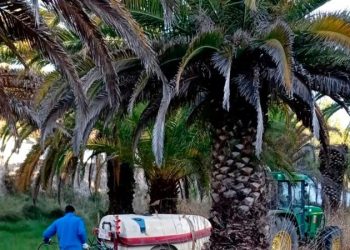 Comienza el tratamiento anual con nematodos en las palmeras de La Esperanza