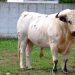 ACT La Escalera Joven compra un toro cerril de la ganadería María Antonia de la Serna