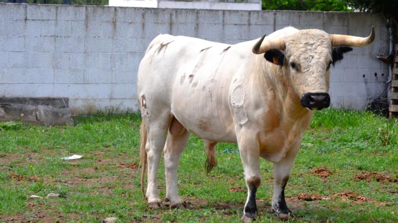 ACT La Escalera Joven compra un toro cerril de la ganadería María Antonia de la Serna