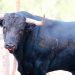 Dos toros cerriles para la tarde del sábado de toros