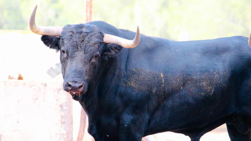 Dos toros cerriles para la tarde del sábado de toros