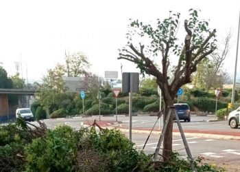 Comienza la poda de reconstrucción de los árboles de diferentes avenidas de Segorbe