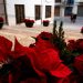 Segorbe participa en el premio Stars for Europe
