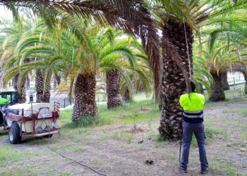 Segorbe blinda las palmeras de ‘La Esperanza’ ante el picudo rojo