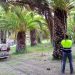 Segorbe blinda las palmeras de ‘La Esperanza’ ante el picudo rojo