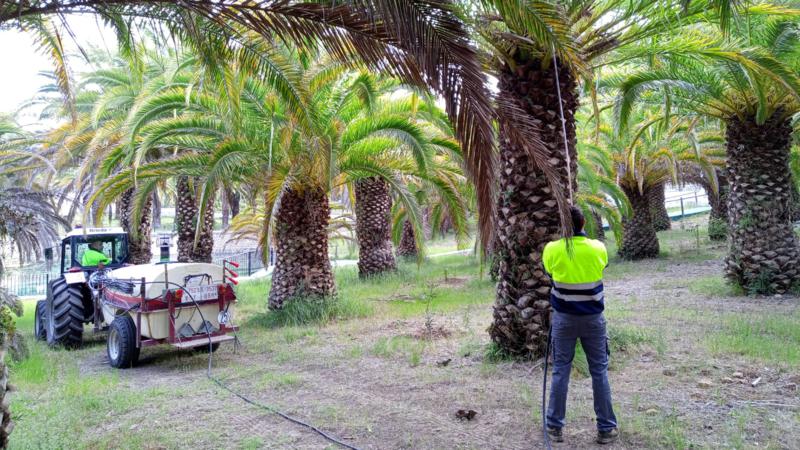 Segorbe blinda las palmeras de ‘La Esperanza’ ante el picudo rojo