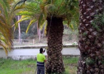 El Ayuntamiento insiste en la eliminación del picudo rojo de ‘La Esperanza’