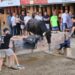 La semana de toros cuenta con profesionales taurinos