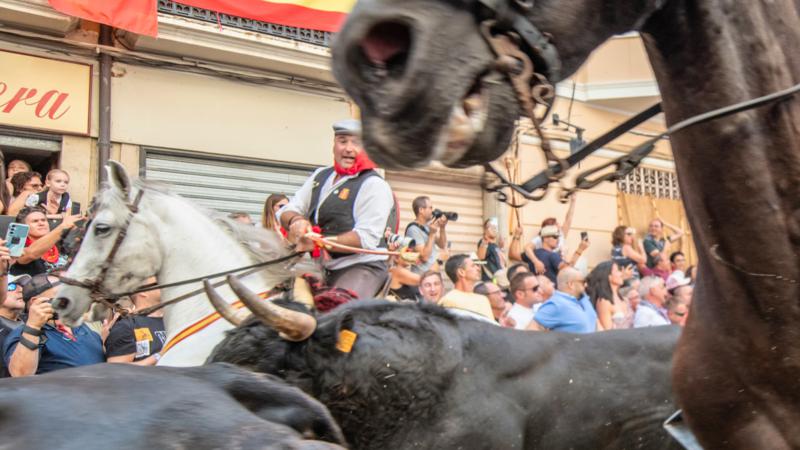 Gran éxito de público en la sexta Entrada de Toros y Caballos de Segorbe