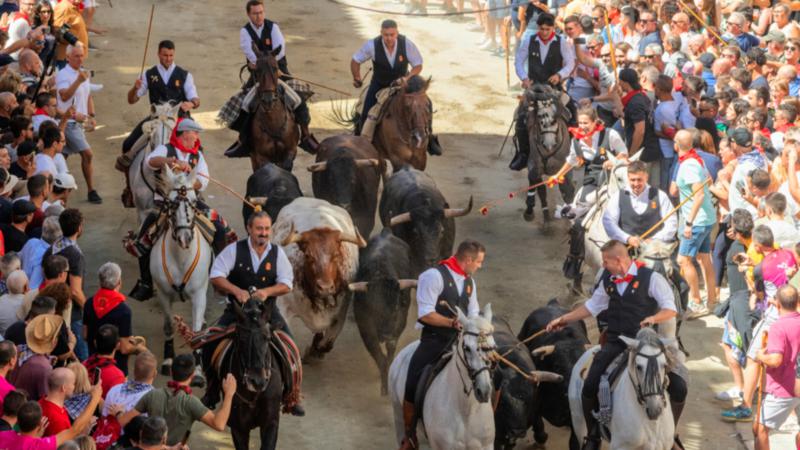 Segorbe celebra una excelente y veloz primera Entrada de Toros y Caballos