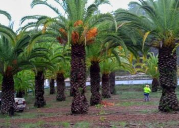 Nuevo tratamiento con nemátodos en el palmeral de La Esperanza