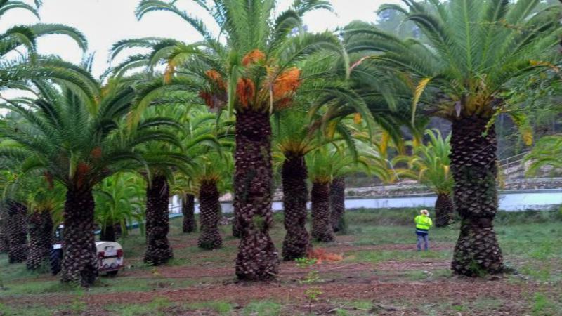 Nuevo tratamiento con nemátodos en el palmeral de La Esperanza