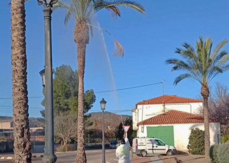Segorbe trata sus palmeras contra el picudo rojo y la paysandisia