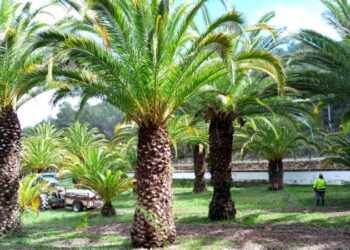 Segorbe aplica un nuevo tratamiento de nemátodos contra el picudo en el palmeral de La Esperanza