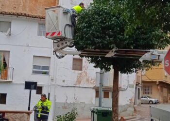 El Ayuntamiento poda los aligustres del Japón