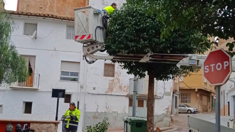 El Ayuntamiento poda los aligustres del Japón