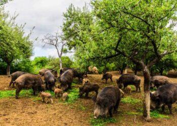 Comienza el control de jabalí por daños en la agricultura e infraestructuras